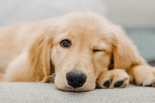 愛犬のストレスの原因とは？ストレスチェック方法と対処法を一挙公開！
