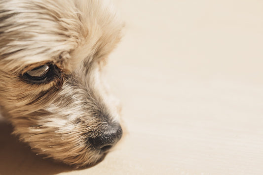 【分離不安の愛犬必見】犬用CBDの効果と分離不安症との関係とは？